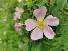 Rosa canina