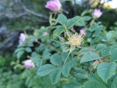 Rosa canina