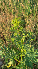 Pastinaca sativa