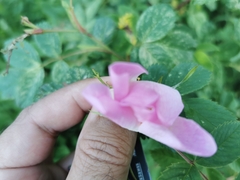 Rosa canina