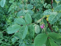 Rosa canina