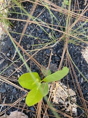 Datana ranaeceps
