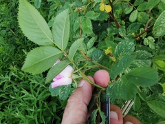 Rosa canina