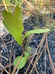 Datana ranaeceps