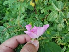 Rosa canina