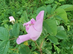 Rosa canina