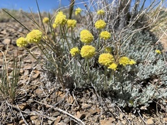 Eriogonum lewisii
