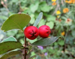 Cotoneaster integerrimus