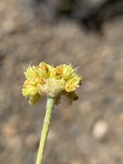 Eriogonum lewisii