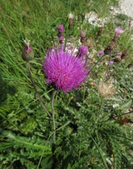 Cirsium tuberosum