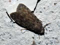 Sommeria hearseyana