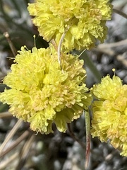 Eriogonum lewisii