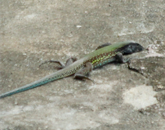 Ameiva atrigularis