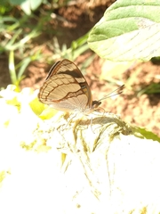 Dynamine tithia tithia