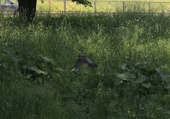 Turdus pilaris