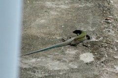 Ameiva atrigularis