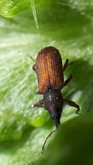 Magdalis armicollis