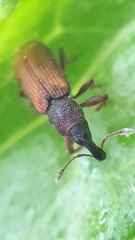 Magdalis armicollis
