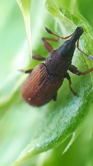 Magdalis armicollis