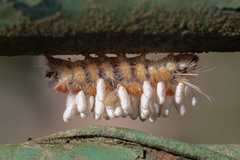 Lepidoptera