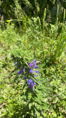 Echium vulgare
