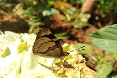 Dynamine tithia tithia