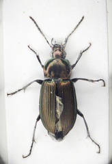 Poecilus cupreus