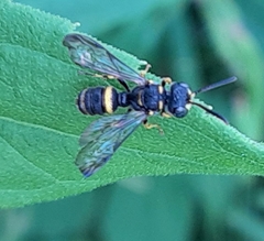 Cerceris clypeata