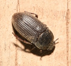 Blapstinus fortis