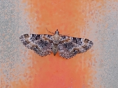 Eupithecia pulchellata