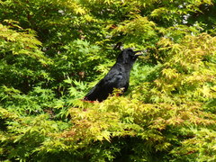 Corvus brachyrhynchos