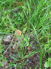 Lentinus substrictus