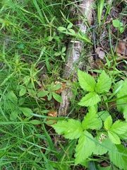 Lentinus substrictus