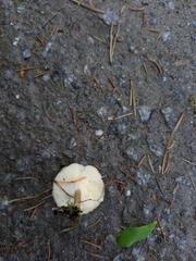 Lentinus substrictus