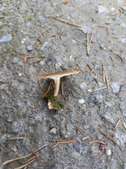 Lentinus substrictus