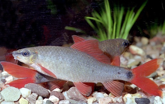 Rainbow Sharkminnow