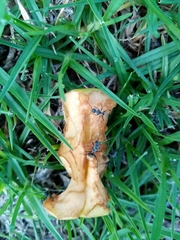 Camponotus pellarius