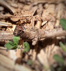 Stenaelurillus lesserti