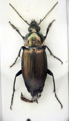 Poecilus cupreus