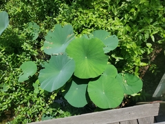 Nelumbo