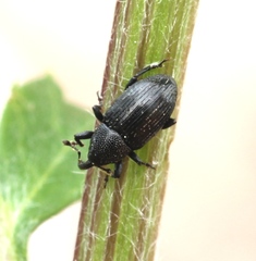 Baris artemisiae