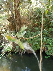 Magnoliopsida