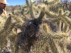 Campylorhynchus brunneicapillus