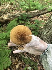 Pluteus granularis