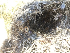 Campylorhynchus brunneicapillus