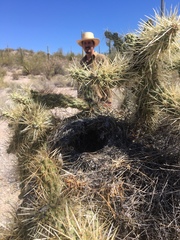 Campylorhynchus brunneicapillus