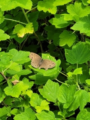 Megisto cymela cymela