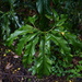 Anthurium pedatum - Photo (c) Nate Hartley, some rights reserved (CC BY-NC), uploaded by Nate Hartley