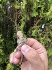 Sceloporus uniformis