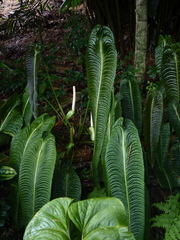 Anthurium veitchii